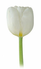 Load image into Gallery viewer, Tulips, White - Wholesale - 48LongStems.com
