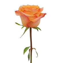 Load image into Gallery viewer, Twilight Peach Orange Roses Wholesale - 48LongStems.com
