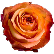 Load image into Gallery viewer, Twilight Peach Orange Roses Wholesale - 48LongStems.com
