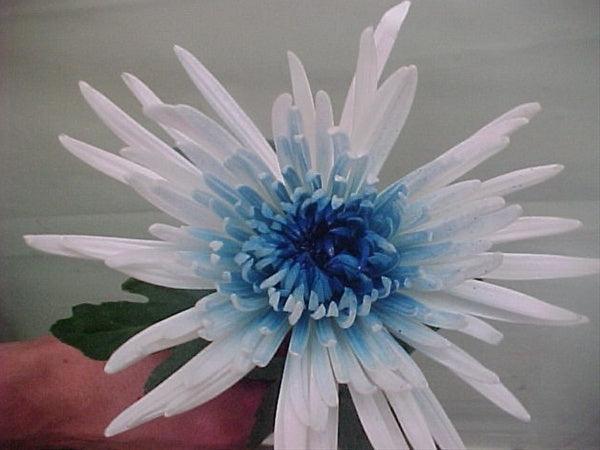 spider mum plant Two-Toned White & Blue Airbrushed Spider Mum