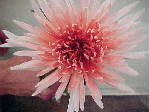 Two-Toned White & Red Tinted Spider Mum - 48LongStems.com