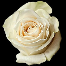 Load image into Gallery viewer, Vendela White Roses Wholesale - 48LongStems.com

