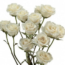 Load image into Gallery viewer, Viviane White Spray Roses - 40cm - 48LongStems.com
