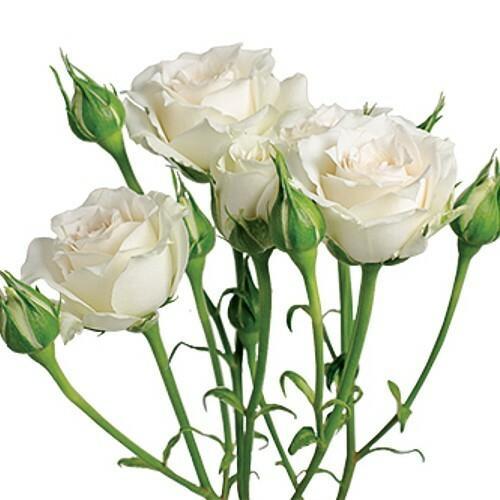 garden spray roses Viviane White Spray Roses
