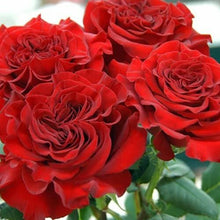 Load image into Gallery viewer, Wanted Garden Roses Wholesale - 48LongStems.com
