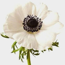 Load image into Gallery viewer, White Anemone - 48LongStems.com
