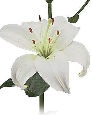 long stem white lilies Wholesale White Asiatic Lilies