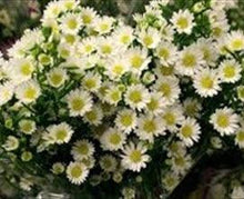 Load image into Gallery viewer, White Aster - 48LongStems.com
