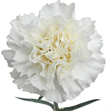 Load image into Gallery viewer, White Carnations - Standard - 48LongStems.com
