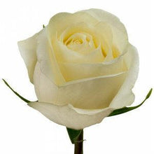 Load image into Gallery viewer, White Chocolate White Roses Wholesale - 48LongStems.com
