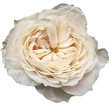 Load image into Gallery viewer, White Cloud Garden Roses Wholesale - 48LongStems.com
