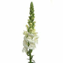 Load image into Gallery viewer, White Snapdragons - 48LongStems.com
