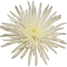 Load image into Gallery viewer, White Spider Mum - 48LongStems.com
