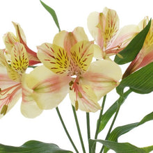 Load image into Gallery viewer, Yellow Alstroemeria - 48LongStems.com
