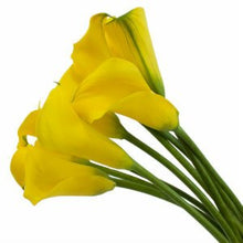 Load image into Gallery viewer, Yellow Mini Calla Lilies - Wholesale - 48LongStems.com
