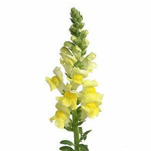 Load image into Gallery viewer, Yellow Snapdragon - 48LongStems.com
