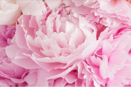 How to Care For Your Wholesale Peonies