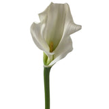 Mini Calla White Mambo