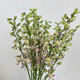 Lavender Delphinium