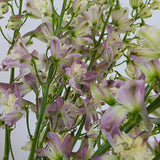Lavender Delphinium