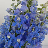 Dark Blue Delphinium