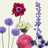 Cosmos Garden