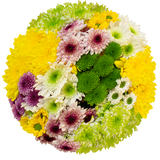 Pompom CDN, Assorted Colors (Quick Ship)