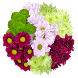 Pompom CDN, Assorted Colors (Quick Ship)