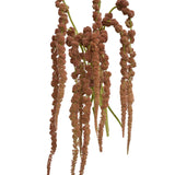 Coral Hanging Amaranthus