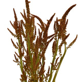 Amaranthus Upright Hot Biscuits
