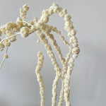 Hanging Amaranthus Bleached
