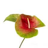 Anthuriums Kalapana OBake (USA Grown)