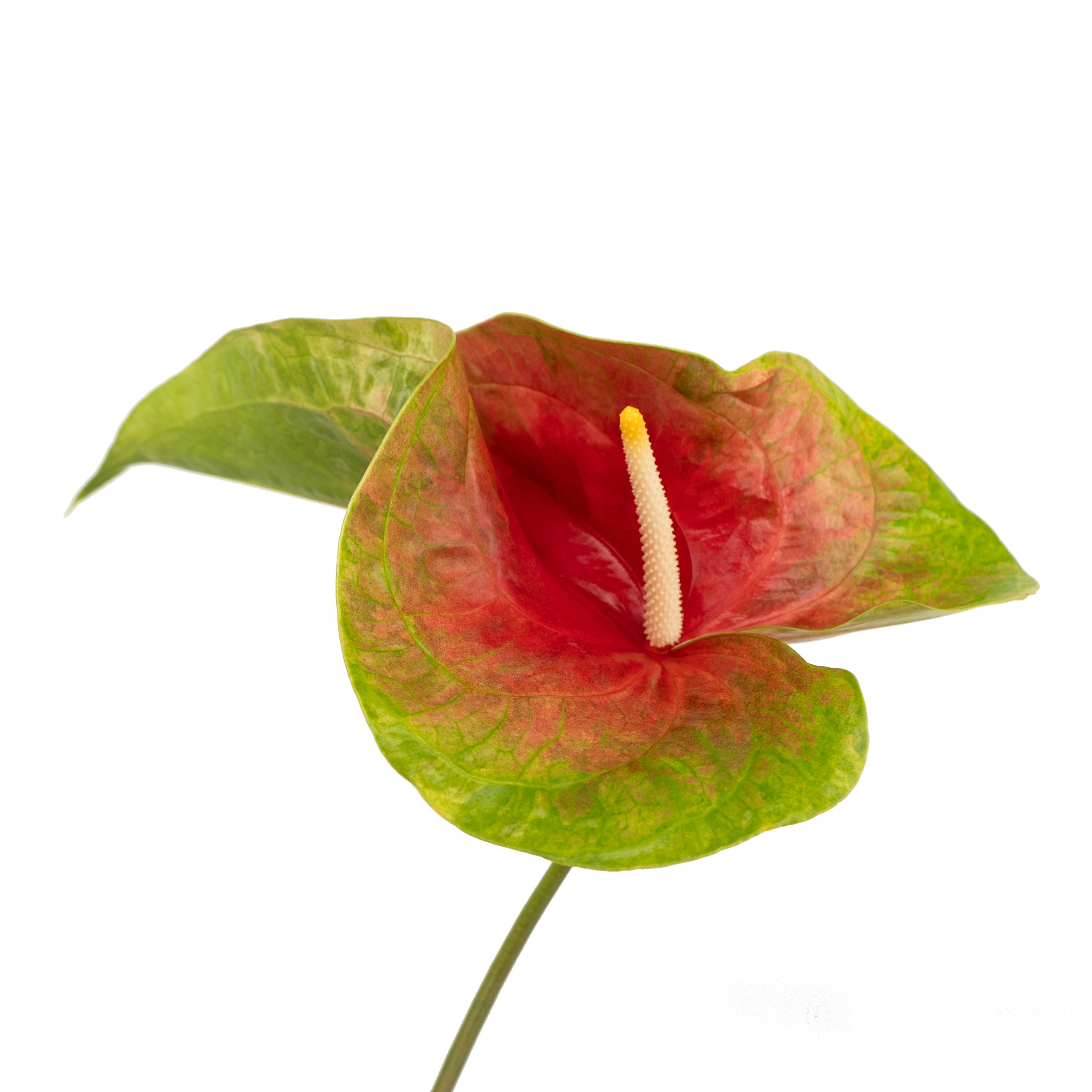 anthurium obake Anthuriums Kalapana OBake/ Wholesale Anthuriums – 48LongStems.com