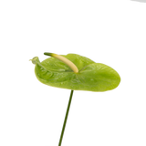 Anthuriums Midori (USA Grown)