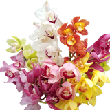 Assorted colorful orchids on a wooden surface