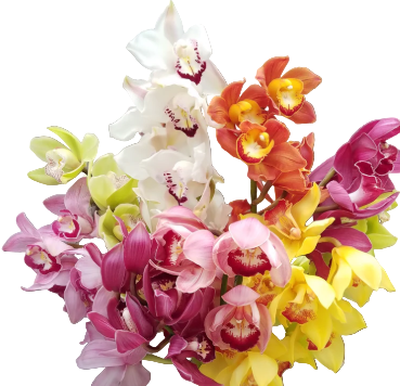 Assorted colorful orchids on a wooden surface