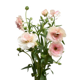 Light Pink Ranunculus Butterfly