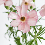 Pink Ranunculus Butterfly
