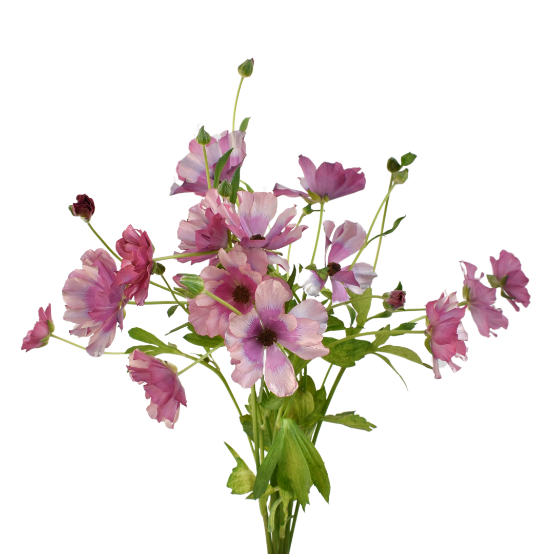 Bouquet of pink flowers with green stems on a white background