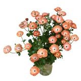 Salmon Ranunculus Butterfly