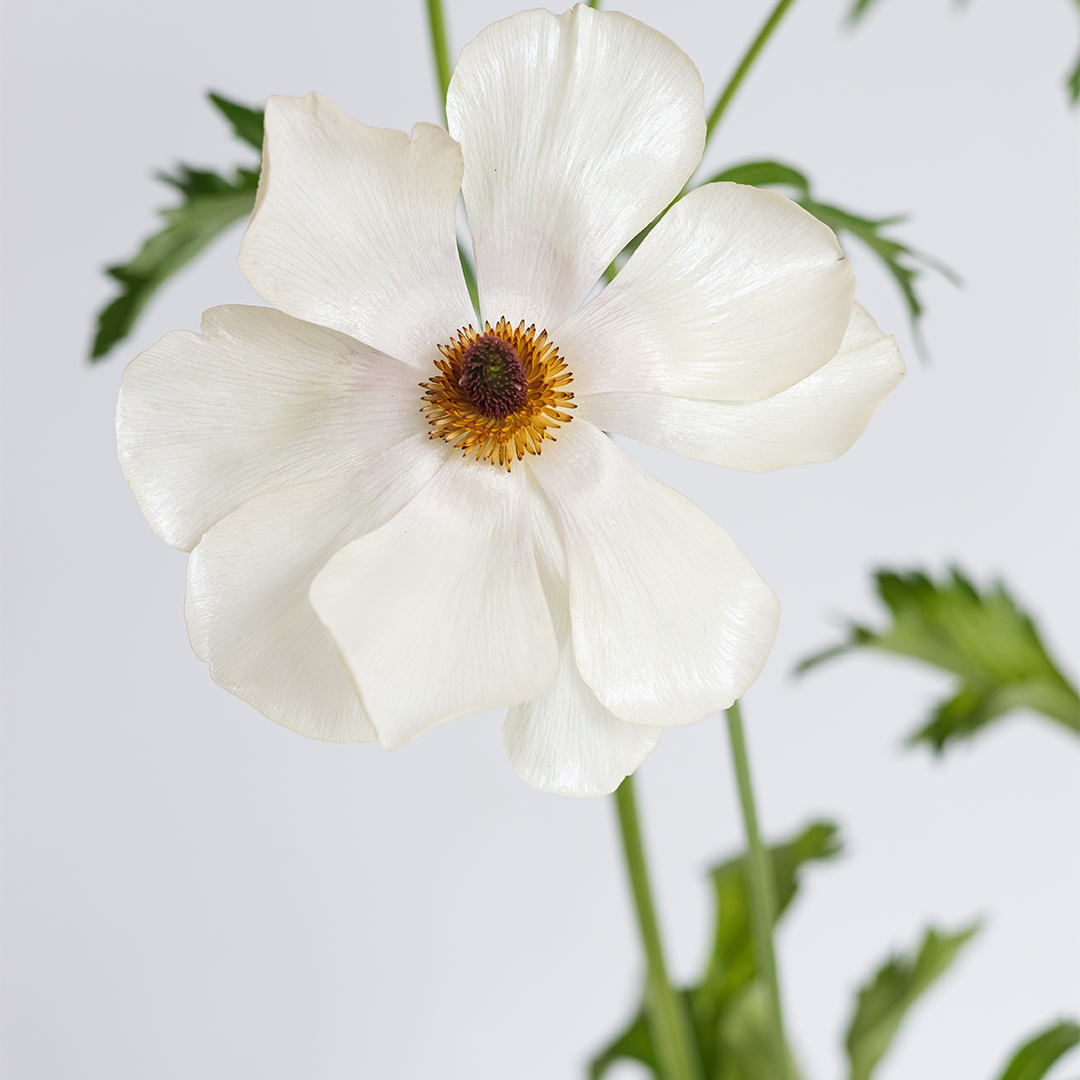 White Ranunculus with a yellow center on a light gray background