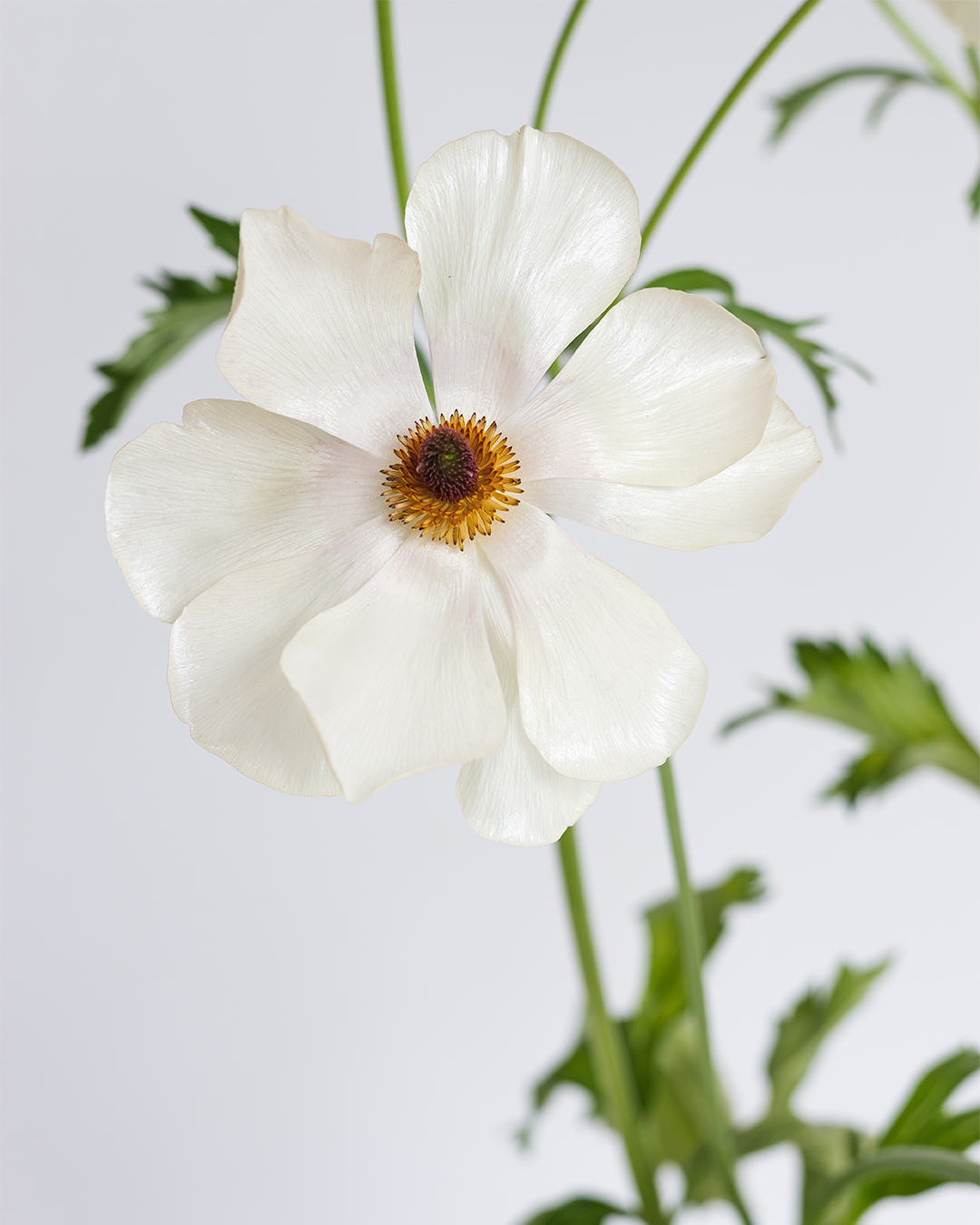 White Ranunculus with a yellow center on a light gray background