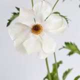 White Ranunculus with a yellow center on a light gray background
