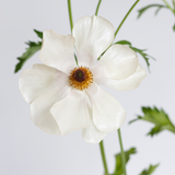 Cream Ranunculus Butterfly