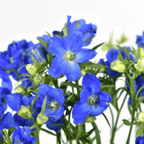 Spray Delphinium