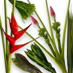 Tropical plant with red flower and green leaves on a white background