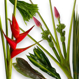 Tropical plant with red flower and green leaves on a white background