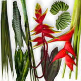 Collection of tropical plants including red flowers and green leaves on a white background