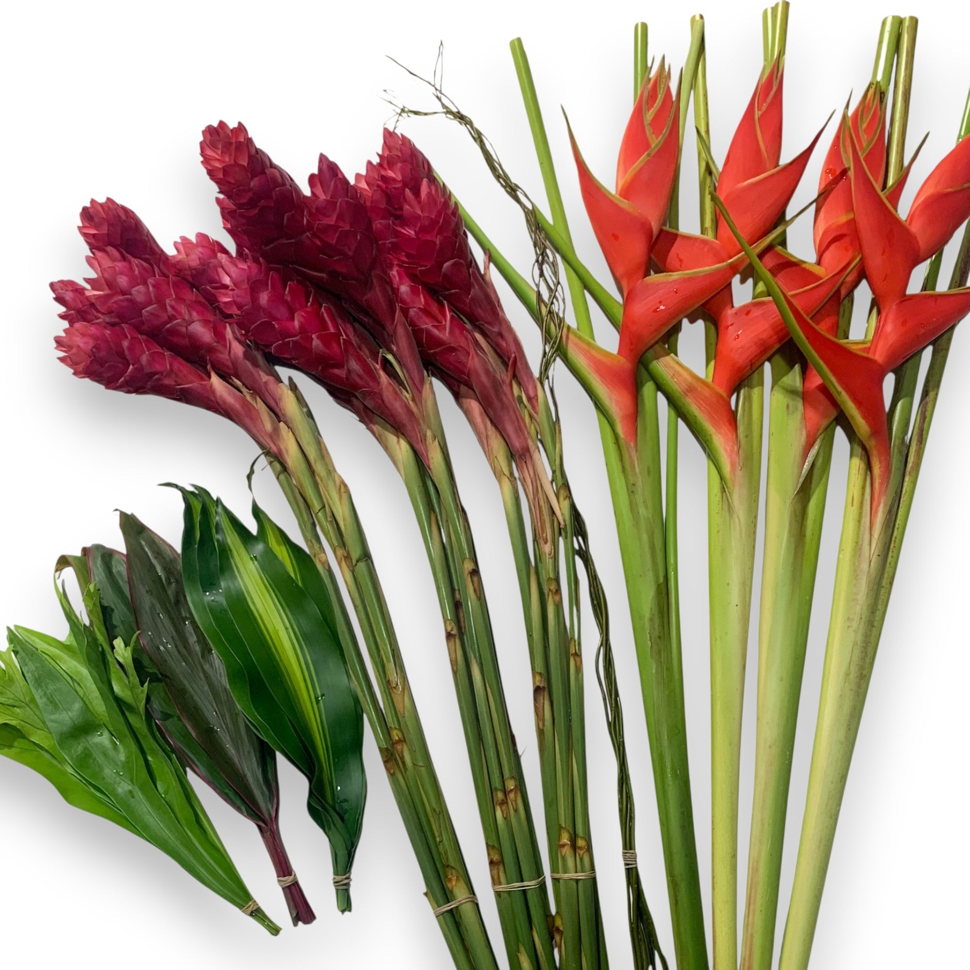 lime crime anthurium Anthuriums Lime Light (USA Grown) / wholesale anthuriums Midori – 48LongStems.com