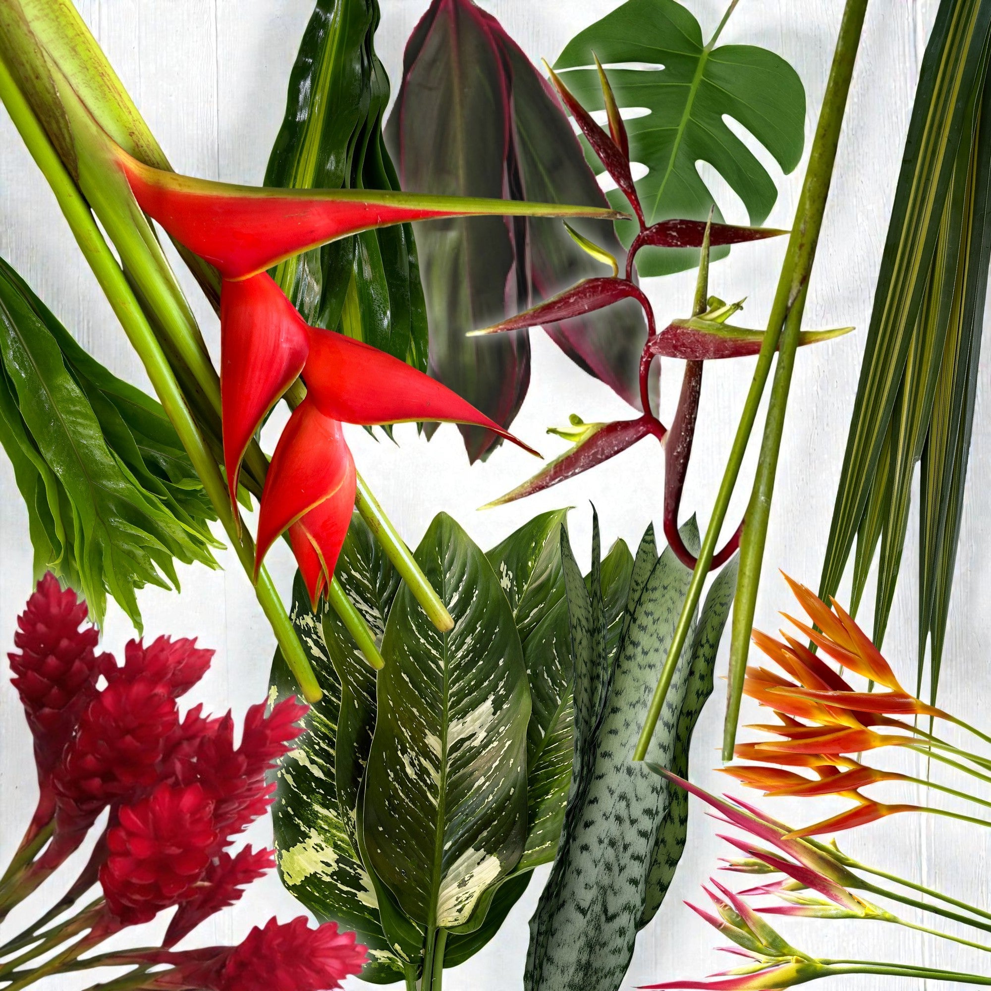 anthurium fantasia Anthurium Fantasia Tropical Flower – 48LongStems.com